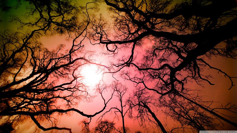 Silhouetted Tree Branches — Red, Dramatic, Sunset, Photograph, Sky