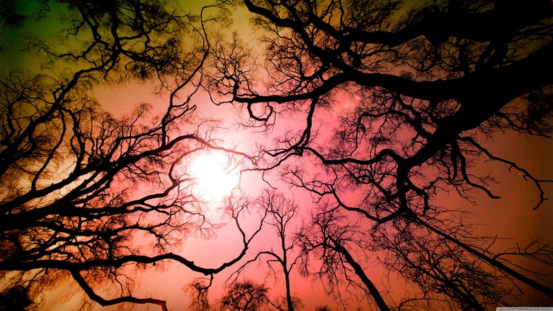 Silhouetted Tree Branches — Red, Dramatic, Sunset, Photograph, Sun, Sky