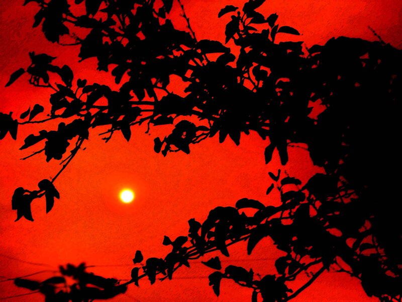 Silhouetted Tree Branches — Red, Dramatic, Sunset, Photograph, Sun