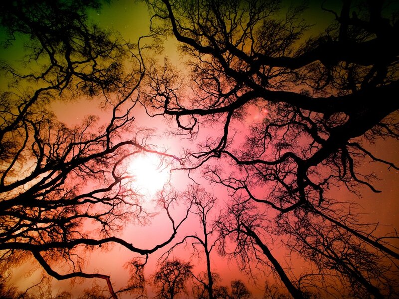 Silhouetted Tree Branches — Red, Dramatic, Sunset, Photograph