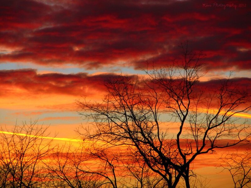 Silhouetted Tree Branches — Red, Dramatic