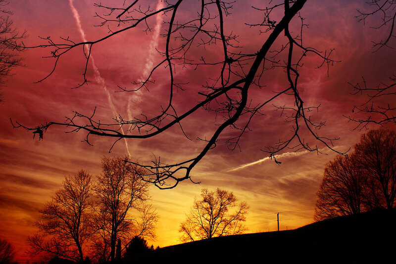 Silhouetted Tree Branches — Red