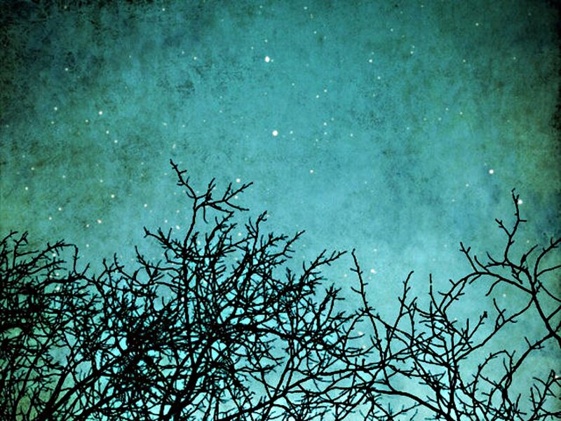 Silhouetted Tree Branches — Teal