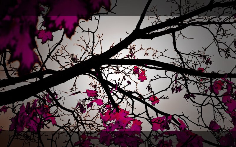 Silhouetted tree branches with purple leaves