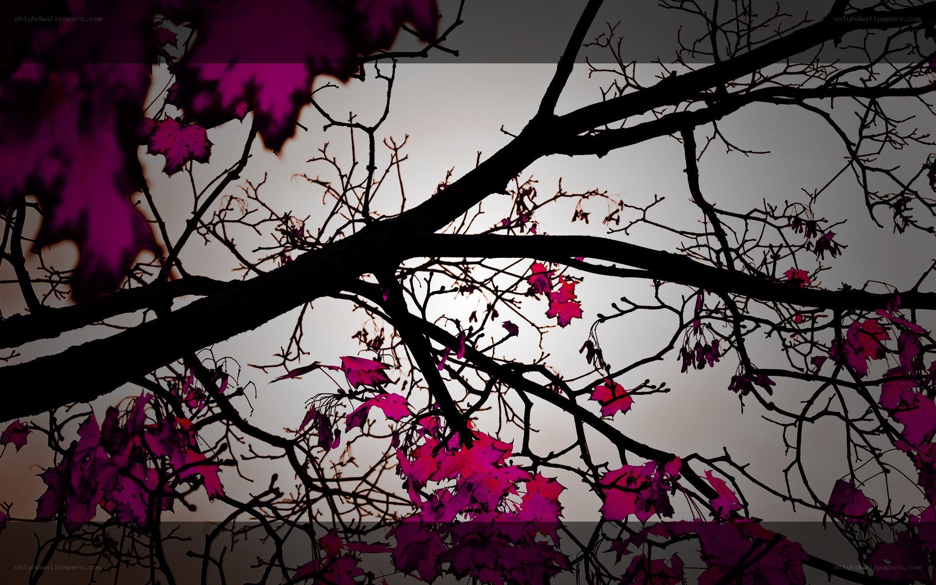 Silhouetted tree branches with purple leaves