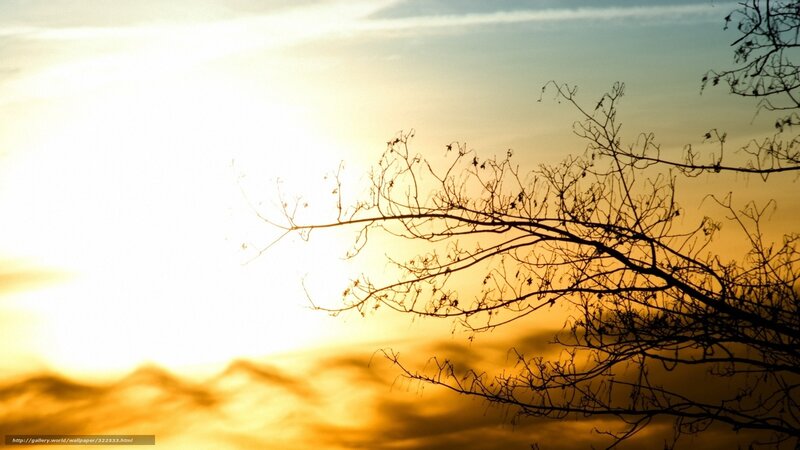 Silhouetted Tree Branches — Yellow, Dramatic, Sunset, Photograph