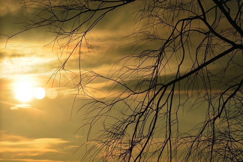 Silhouetted Tree Branches — Yellow, Dramatic, Sunset