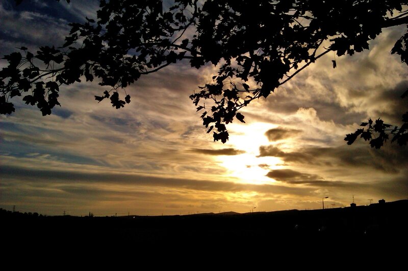 Silhouetted Tree Branches — Yellow, Dramatic