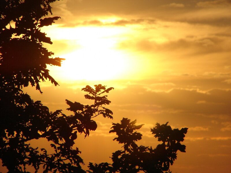 Silhouetted Tree Branches — Yellow, Serene, Sunset, Photograph, Sun