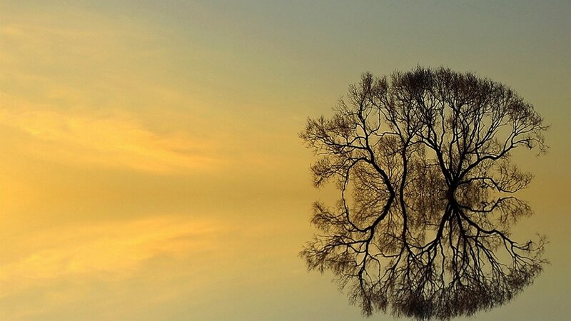 Silhouetted Tree Branches — Yellow, Serene