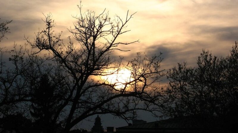 Silhouetted Tree Branches — Yellow
