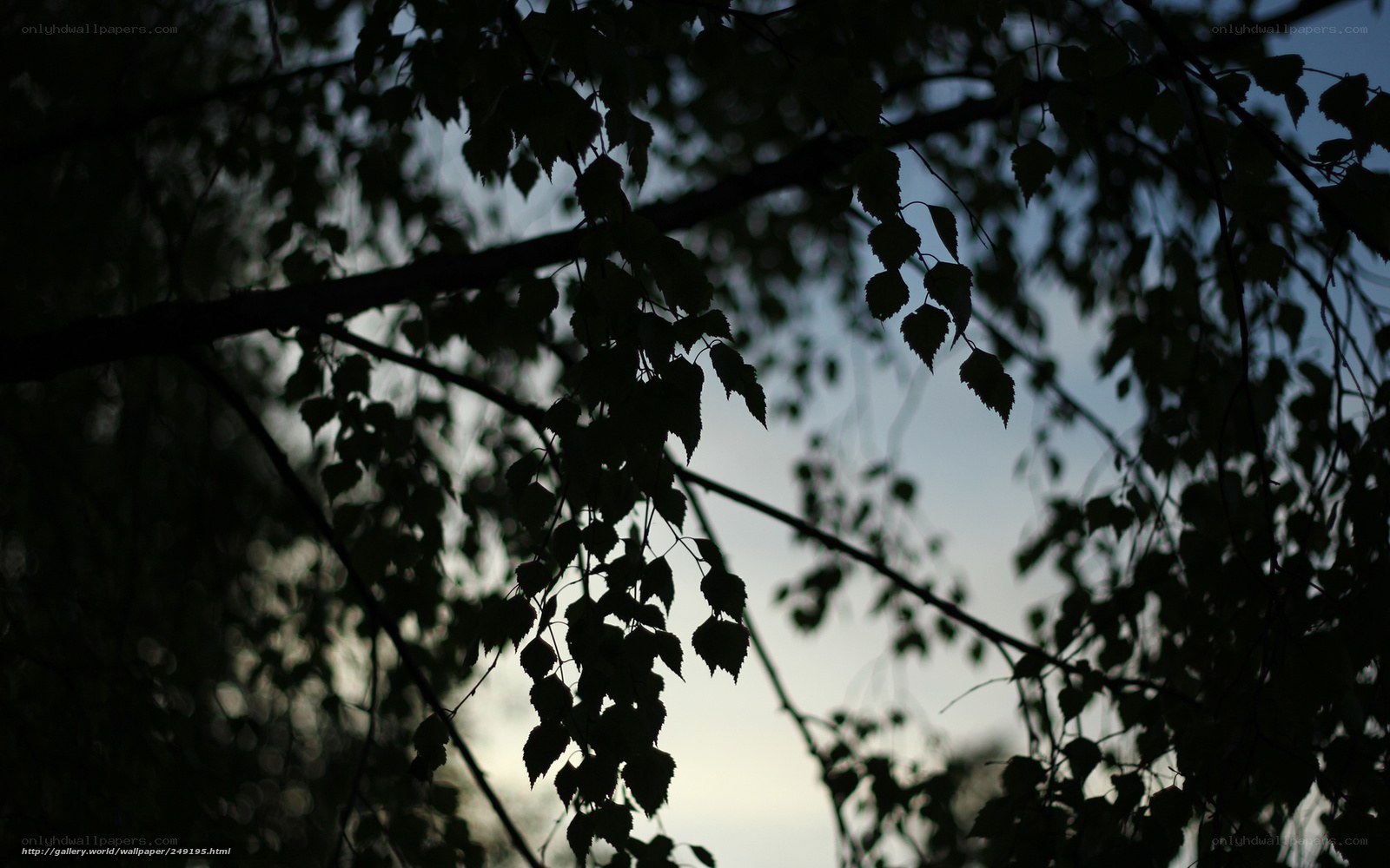 Silhouetted tree branches