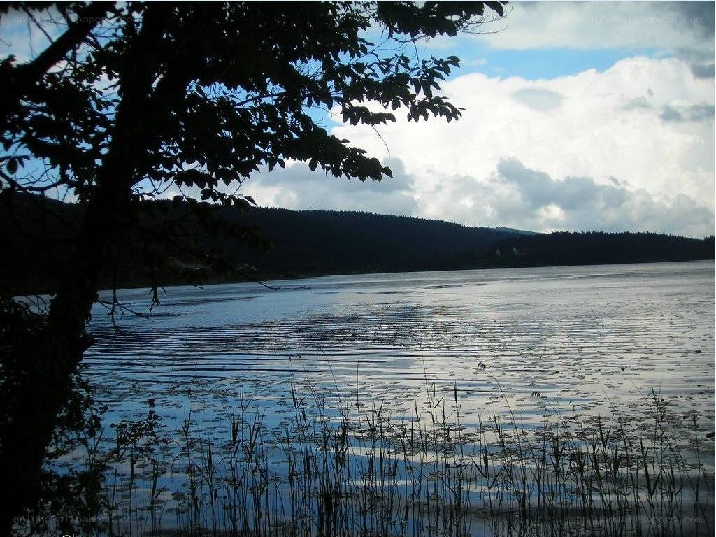 Silhouetted tree by a calm lake