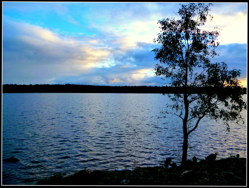 Silhouetted Tree by Lake — Blue