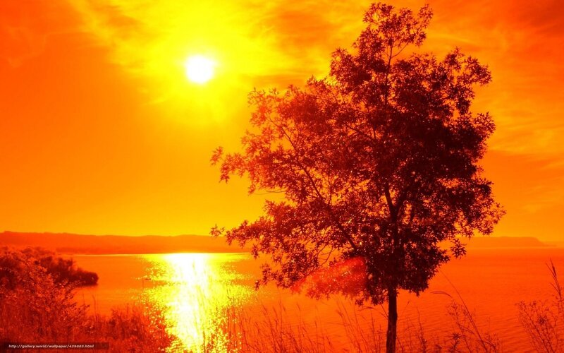 Silhouetted Tree by Lake — Orange