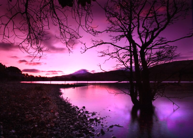 Silhouetted Tree by Lake — Purple