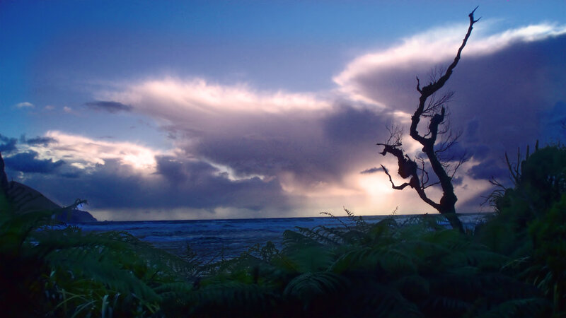 Silhouetted Tree by Ocean