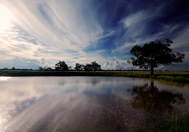 Silhouetted Tree by Pond
