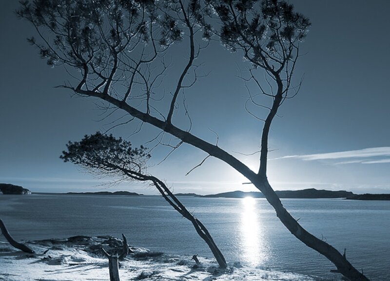 Silhouetted Tree by Water — Blue