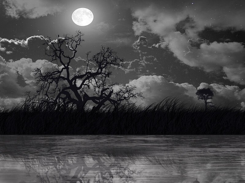 Silhouetted Tree by Water