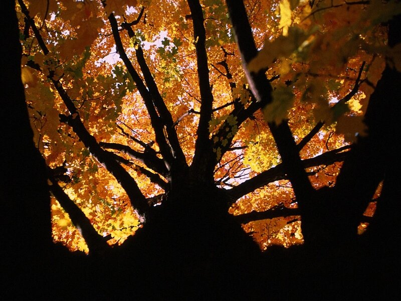 Silhouetted Tree Canopy