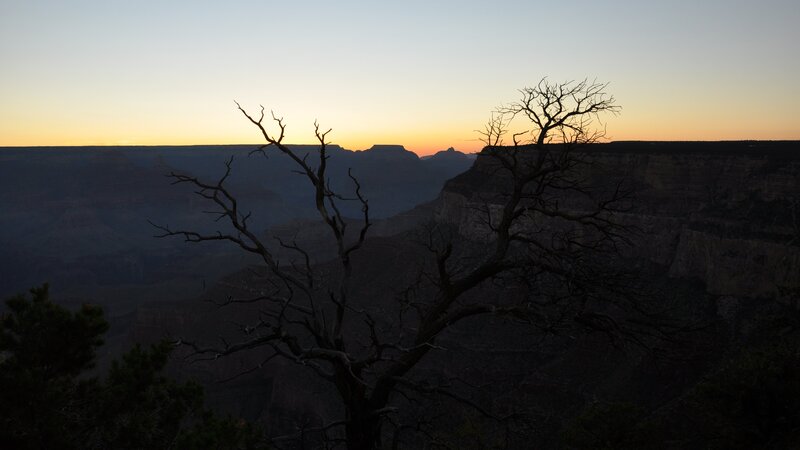 Silhouetted Tree in Canyon