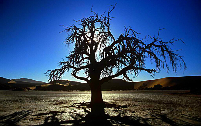 Silhouetted Tree in Desert — Blue