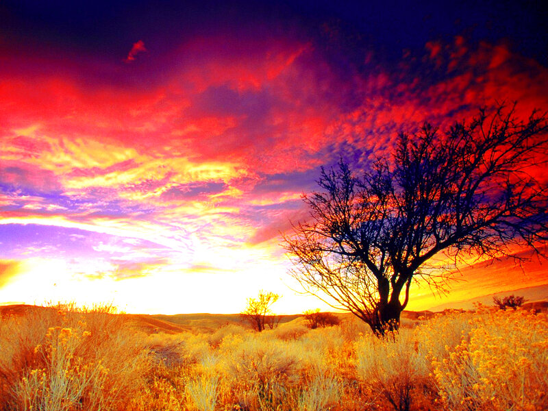 Silhouetted Tree in Desert — Red