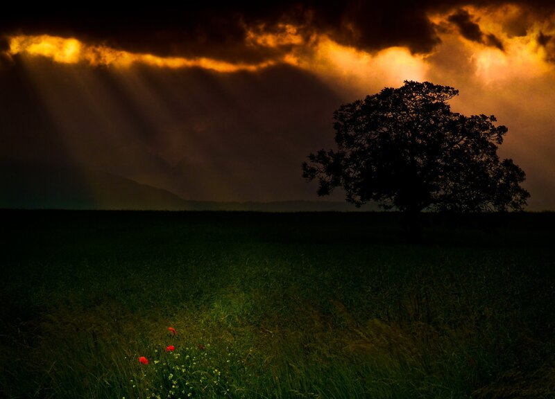 Silhouetted Tree in Field — Black, Dramatic