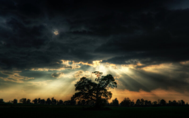 Silhouetted Tree in Field — Black