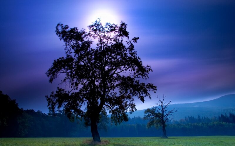 Silhouetted Tree in Field — Blue, Dramatic, Night