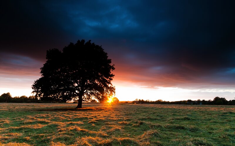 Silhouetted Tree in Field — Blue, Dramatic, Sunset