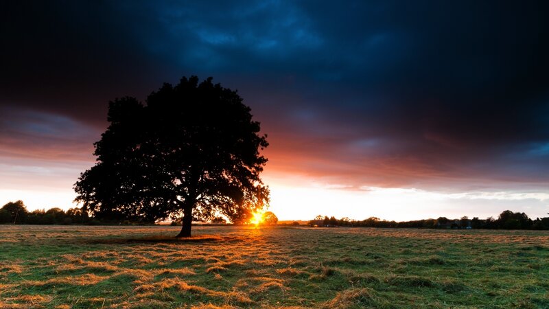 Silhouetted Tree in Field — Blue, Dramatic