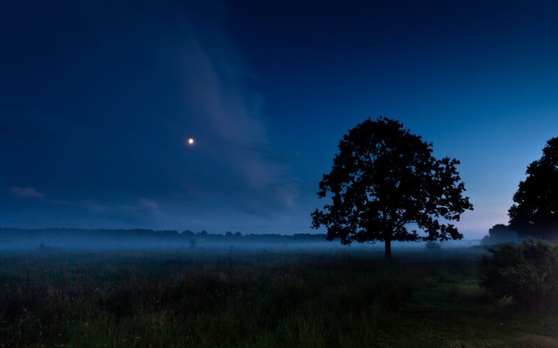 Silhouetted Tree in Field — Blue, Serene