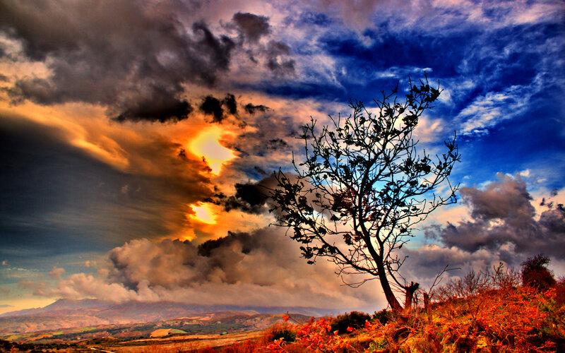Silhouetted Tree in Field — Blue