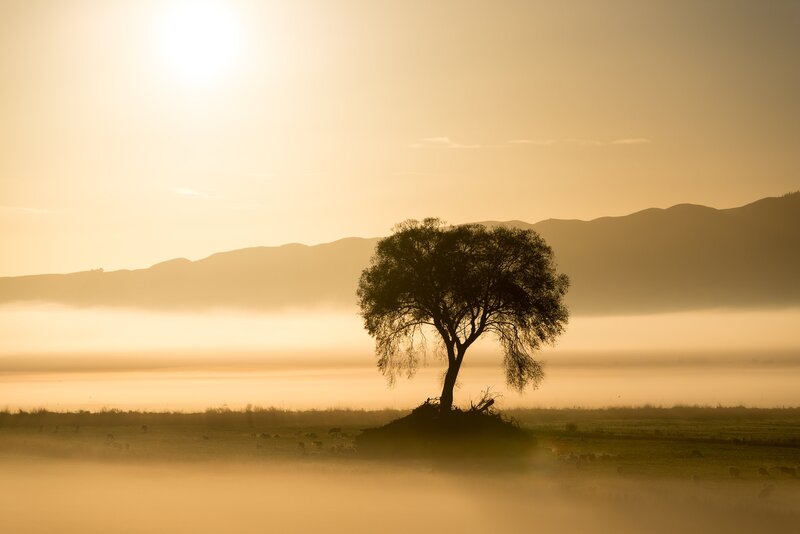 Silhouetted Tree in Field — Gold, Serene