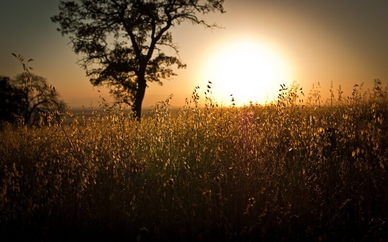 Silhouetted Tree in Field — Gold