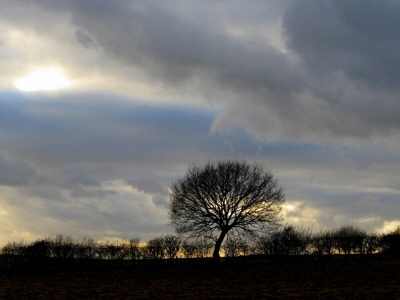 Silhouetted Tree in Field — Gray