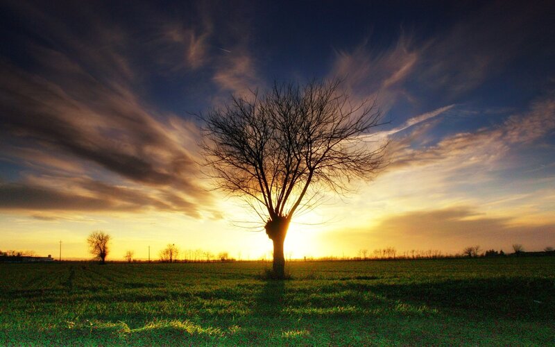 Silhouetted Tree in Field — Green, Dramatic, Sunset