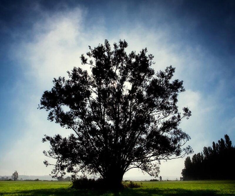 Silhouetted Tree in Field — Green, Dramatic
