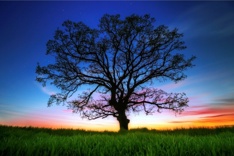 Silhouetted Tree in Field — Green, Serene, Sunset