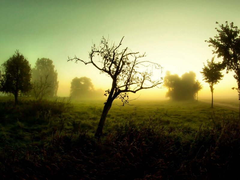 Silhouetted Tree in Field — Green, Serene