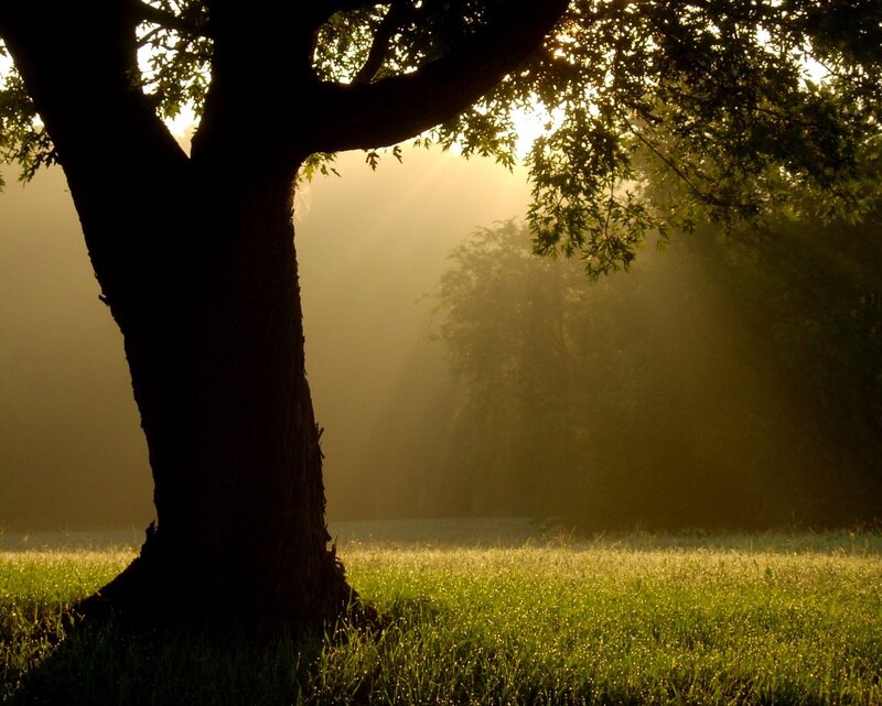 Silhouetted Tree in Field — Green