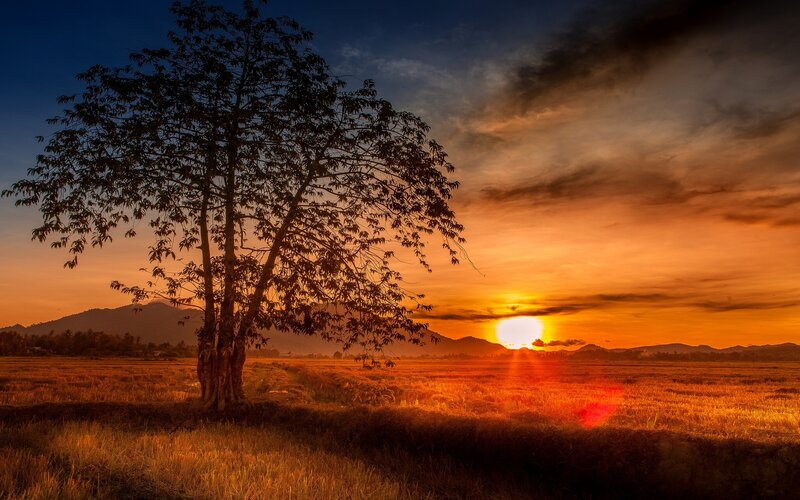 Silhouetted Tree in Field — Orange, Dramatic, Sunset
