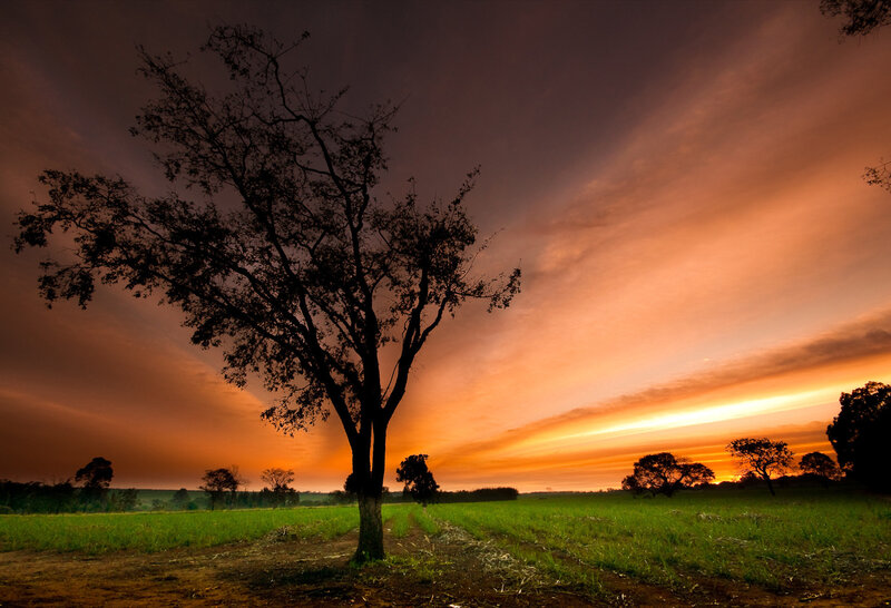 Silhouetted Tree in Field — Orange, Dramatic