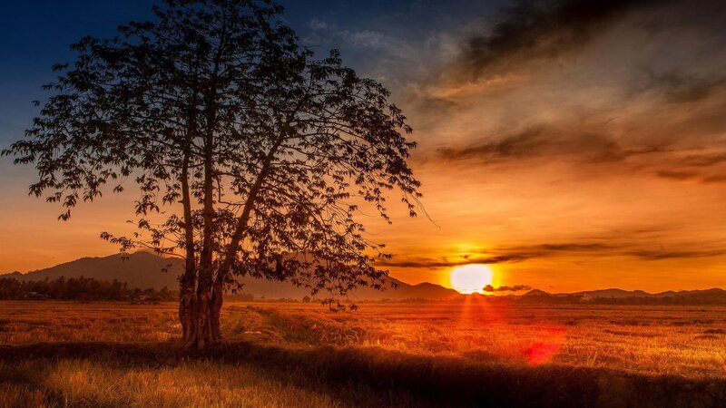 Silhouetted Tree in Field — Orange, Serene, Sunset