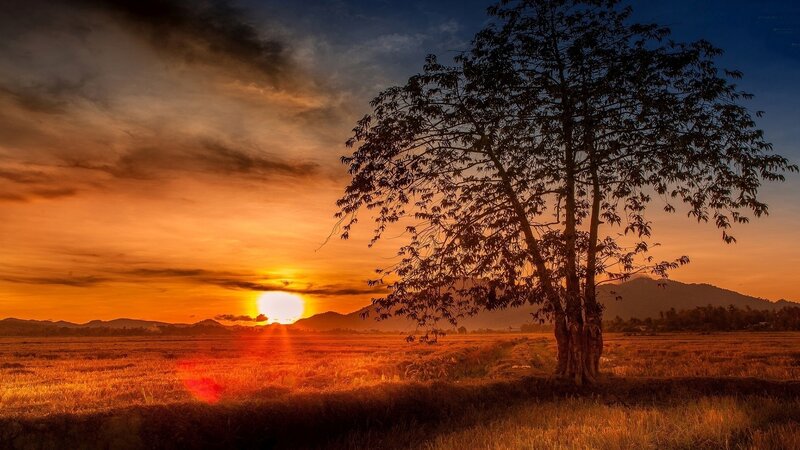 Silhouetted Tree in Field — Orange, Serene