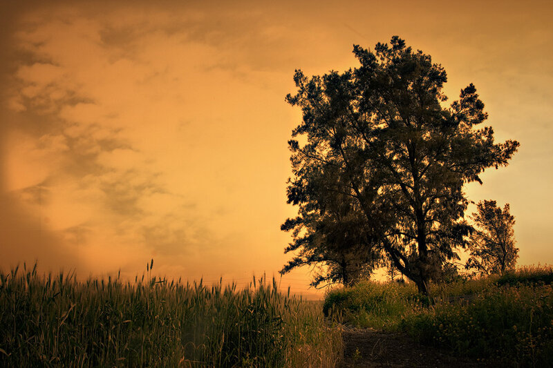 Silhouetted Tree in Field — Orange