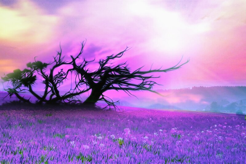 Silhouetted Tree in Field — Purple