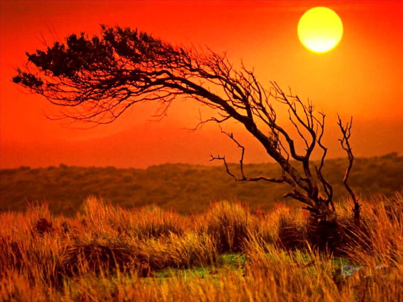 Silhouetted Tree in Field — Red, Dramatic